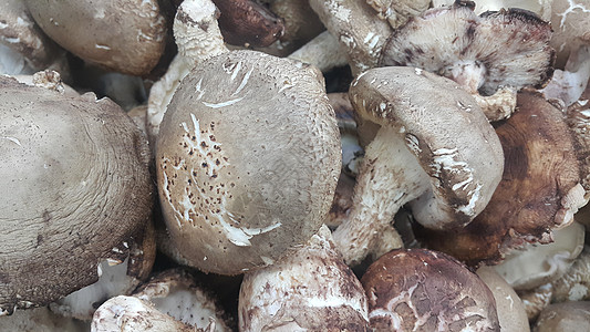 仔细观察一大堆新鲜采摘的蘑菇乡村山毛榉美食烹饪美味食物食用菌饮食背景宏观图片