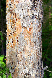 松树树皮纹理木材棕色森林木头材料宏观植物树干图片