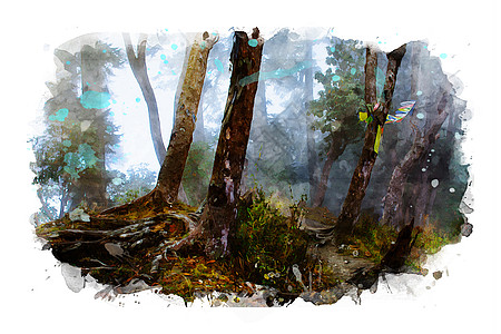 森林图像 水彩色和照片混合介质绘画插图木头水彩丛林图片