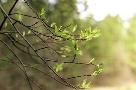 初春 温柔的叶子 嫩芽和树枝天空太阳生活分支机构植物晴天宏观绿色植物学季节图片