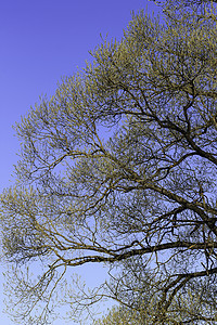 初春 温柔的叶子 嫩芽和树枝植物学绿色蓝色植物群植物天空太阳生长环境季节图片