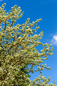 春初有花生梨树 背景是蓝色的天空 树木枝子上布满鲜花园艺生活叶子花瓣花园植物花朵公园宏观生长图片