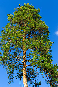 蓝天空背景上的松树环境木头季节树木蓝色植物阳光森林绿色天空图片