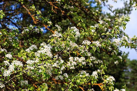 春初有花生梨树 背景是蓝色的天空 树木枝子上布满鲜花墙纸花园花瓣生活叶子植物园艺水果生长宏观背景图片