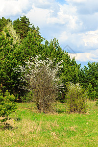 春季带花的樱桃树花园植物绿色公园蓝色天空水果环境白色森林图片