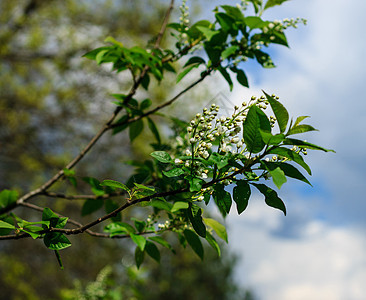 春天季节的鸟樱桃树太阳绿色晴天植物阳光花园天空蓝色公园生活图片