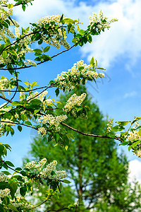 春天季节的鸟樱桃树晴天生活植物学太阳天空叶子绿色公园花园蓝色图片
