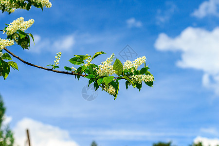春天季节的鸟樱桃树晴天蓝色植物花园公园叶子绿色阳光天空植物学图片