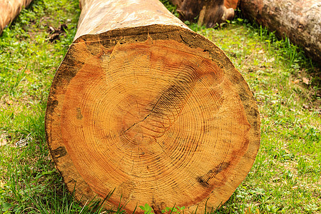 原木砍伐的松树林业木材记录材料工业日志资源针叶森林木头图片