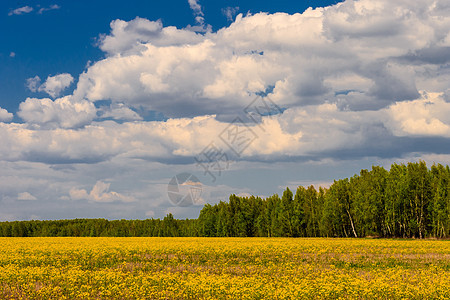 黄色花朵天气植物天空环境季节乡村地平线土地多云蓝色图片