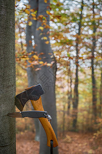 秋林的树桩上卡着一把斧头和一把刀图片