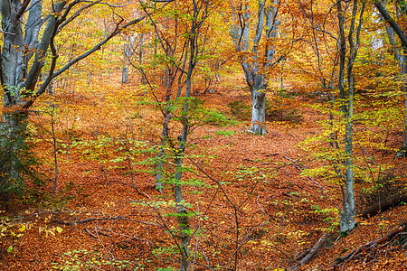 秋天在山丘林中图片