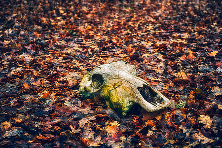 秋天森林中的动物头骨沙漠遗物薄雾骨骼死亡颅骨衰变叶子疾病干旱图片