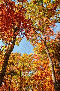 美丽的秋天风景 黄树 绿树 太阳和蓝色图片