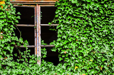 绿色常春藤计划覆盖的废弃建筑破碎窗户图片