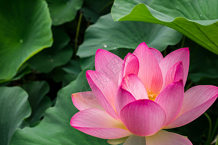 湖边的埃及莲花花瓣核桃属叶子花园百合热带荷花池塘植物学植物图片