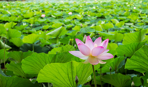 湖边的埃及莲花花园植物植物学花瓣荷花百合热带叶子核桃属池塘图片