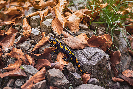 罗马尼亚 锡比乌萨拉曼德拉萨拉曼德拉橙子爪子野生动物蜥蜴动物群斑点苔藓森林生物警告图片