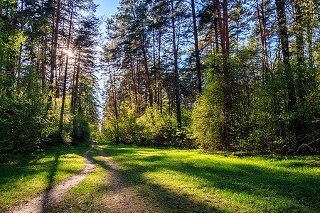 春松林的阳光 有足迹和草原小路植物叶子太阳树木森林阴影人行道横梁日落图片