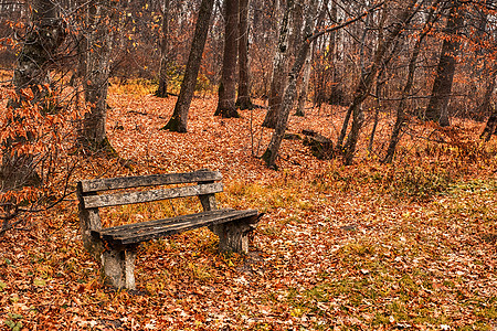 树林中的旧木板凳图片