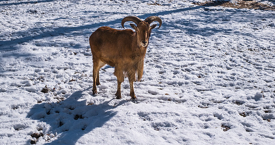 雪中罗马褐色山羊图片