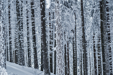 松林中的松树树干被雪覆盖图片