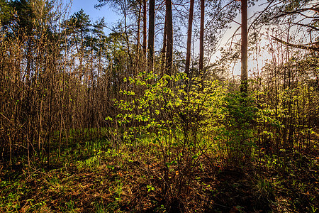 在春林中日落 树木和草地横梁阳光植物森林太阳绿色叶子阴影公园图片