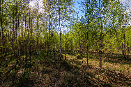 春天有青叶的伯歇斯季节公园野生动物阴影森林阳光树干树林叶子太阳图片