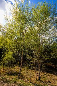 春天有青叶的伯歇斯树木蓝色树林木头季节环境野生动物叶子太阳生活图片