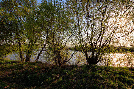 春天在河边阳光灿烂 有柳树太阳地面绿色季节阳光池塘天空树木蓝色日落图片