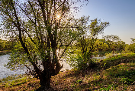 春天在河边阳光灿烂 有柳树太阳阳光树木池塘季节日落绿色天空地面蓝色图片