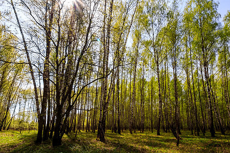 在阳光明媚的春天 伯奇森林季节公园木头树林天空蓝色环境阴影生活场景图片