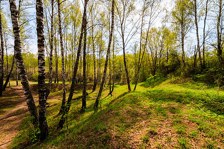 春天是阳光明媚的一天树干阴影公园生活蓝色季节森林树林木头场景图片
