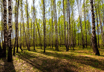在阳光明媚的春天 伯奇森林环境蓝色植物树干叶子季节阴影场景树林公园图片