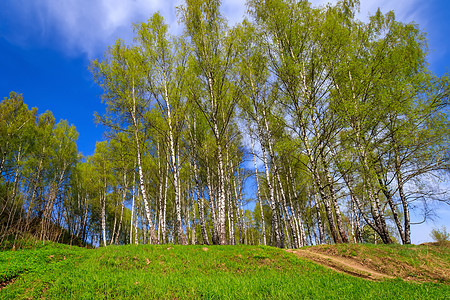 春天是阳光明媚的一天阴影生活天空公园森林环境植物蓝色树干木头图片