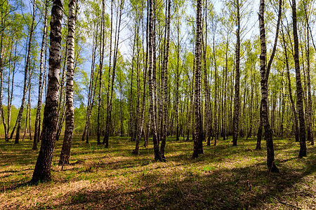 在阳光明媚的春天 伯奇森林阴影蓝色树干叶子植物天空公园树林场景木头图片