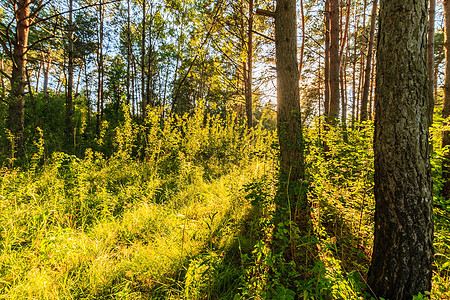 夏季松林中美丽的日落景色 树木和草草植物群公园绿色松树森林林地阳光太阳植物阴影图片