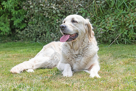 黄金追逐狗的肖像犬类动物头发白色舌头植物眼睛鼻子绿色图片