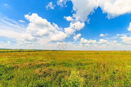夏月风景 草地和天空上绿草天气地平线牧场场地季节环境场景乡村白色绿色图片