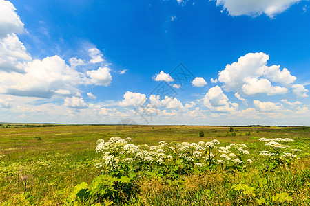 夏月风景 草地和天空上绿草乡村阳光白色绿色场景植物天气季节土地蓝色图片