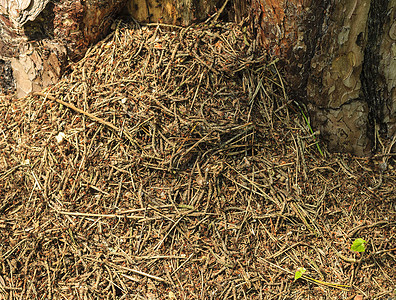 松林中的Anthil宏观野生动物森林动物蚂蚁团体殖民地爬坡社会棕色图片