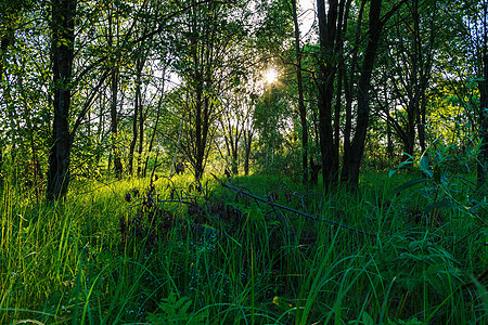 夏日林中美丽夕阳的景象 有树木和草草绿色日出小路季节太阳土地日落天空公园黄色图片