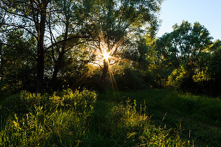 夏日林中美丽夕阳的景象 有树木和草草橙子天空日出公园阳光绿色土地太阳小路黄色图片