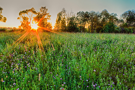 夏日田林中美丽夕阳的景象天空土地绿色场地太阳小路黄色公园日出阳光图片