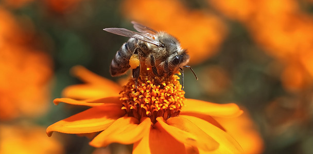近距离特写蜜蜂收集橙色辛尼亚花粉的花粉团队花蜜昆虫眼睛工作翅膀蜂蜜橙子荒野紫色图片
