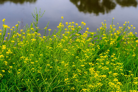 夏日的野生花朵 有河流背景雏菊场地乡村植物草地农村草原风景生物绿色图片
