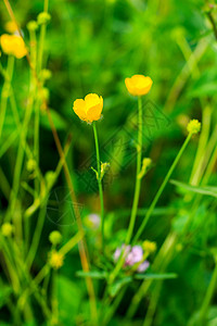 夏日的野花场地绿色雏菊原野植物草地多样性花朵黄色墙纸图片