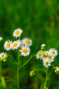 阳光明媚的一天 在田地上花朵花园黄色草地晴天植物群白色雏菊植物场地甘菊图片