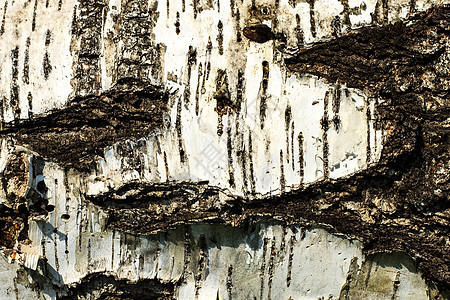 老桦树纹理的树皮木头宏观棕色植物树干皮肤材料图片
