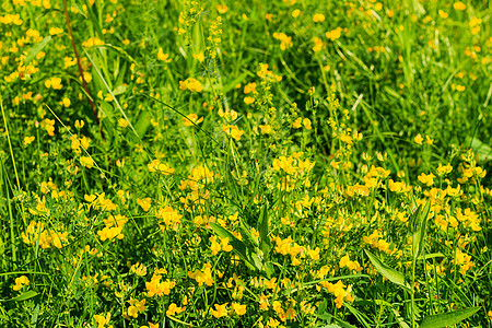 夏日的野花草原草地场地黄色花园原野雏菊生物花朵植物图片